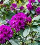 Rhododendron-Hybride 'Blaue Jungs' - Rhododendron Hybr.'Blaue Jungs'