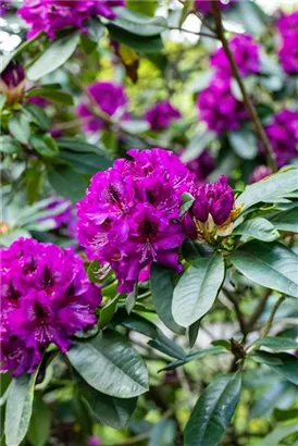 Rhododendron-Hybride 'Blaue Jungs' - Rhododendron Hybr.'Blaue Jungs'