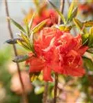 Sommergrüne Azalee 'Royal Command' - Rhododendron lut.'Royal Command' I