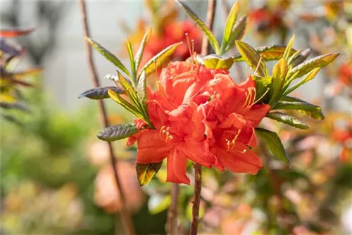 Sommergrüne Azalee 'Royal Command' - Rhododendron lut.'Royal Command' I