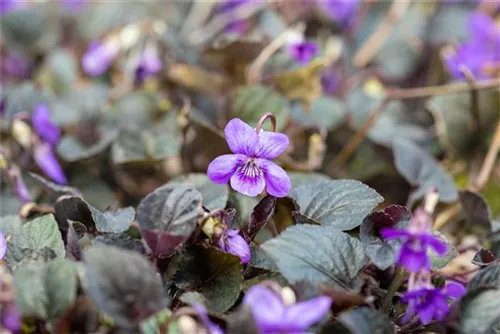 Labrador-Veilchen - Viola labradorica hort. Purpurea