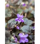 Labrador-Veilchen - Viola labradorica hort. Purpurea