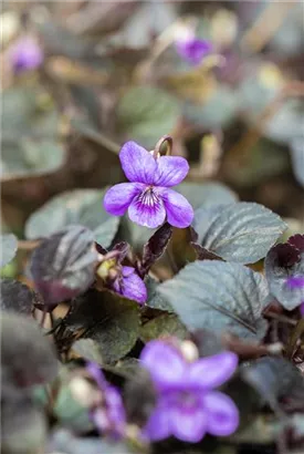 Labrador-Veilchen - Viola labradorica hort. Purpurea