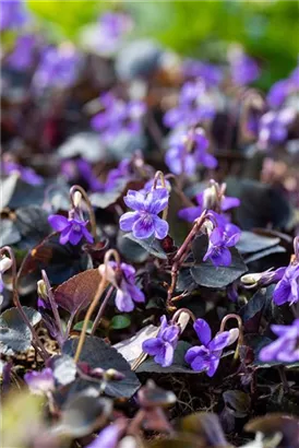 Labrador-Veilchen - Viola labradorica hort. Purpurea