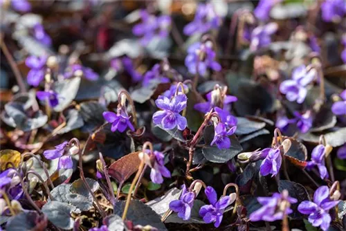 Labrador-Veilchen - Viola labradorica hort. Purpurea