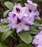 Rhododendron-Hybride 'Blue Peter' - Rhododendron Hybr.'Blue Peter' II