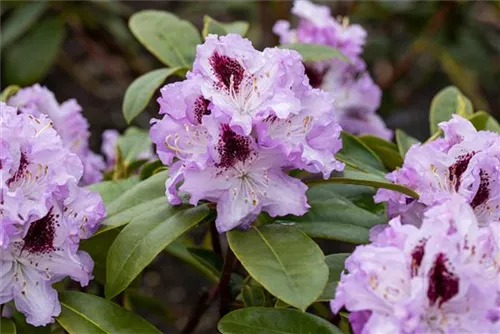 Rhododendron-Hybride 'Blue Peter' - Rhododendron Hybr.'Blue Peter' II