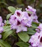 Rhododendron-Hybride 'Blue Peter' - Rhododendron Hybr.'Blue Peter' II