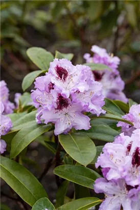 Rhododendron-Hybride 'Blue Peter' - Rhododendron Hybr.'Blue Peter' II