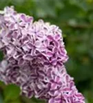 Edelflieder 'Sensation' - Syringa vulg.'Sensation'