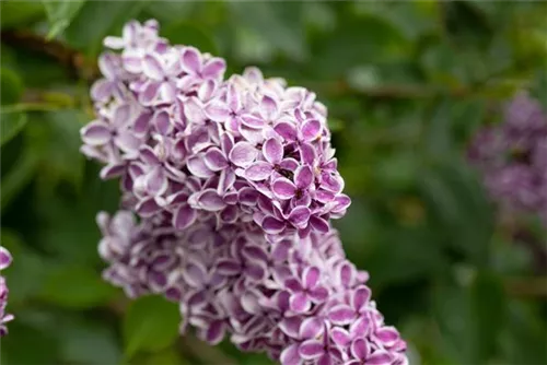 Edelflieder 'Sensation' - Syringa vulg.'Sensation'