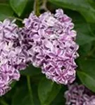 Edelflieder 'Sensation' - Syringa vulg.'Sensation'