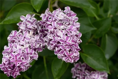 Edelflieder 'Sensation' - Syringa vulg.'Sensation'