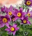 Gewöhnliche Kuhschelle - Pulsatilla vulgaris