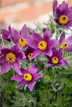 Gewöhnliche Kuhschelle - Pulsatilla vulgaris