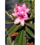 Rhododendron makinoi 'Rosa Perle' - Rhododendron makinoi 'Rosa Perle' II