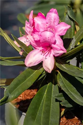 Rhododendron makinoi 'Rosa Perle' - Rhododendron makinoi 'Rosa Perle' II