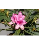 Rhododendron makinoi 'Rosa Perle' - Rhododendron makinoi 'Rosa Perle' II