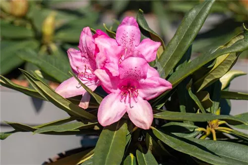 Rhododendron makinoi 'Rosa Perle' - Rhododendron makinoi 'Rosa Perle' II