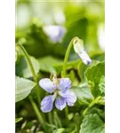 Garten-Pfingst-Veilchen - Viola sororia 'Freckles'