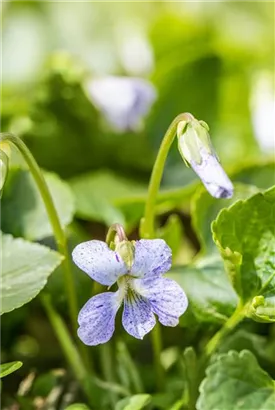 Garten-Pfingst-Veilchen - Viola sororia 'Freckles'