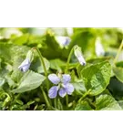 Garten-Pfingst-Veilchen - Viola sororia 'Freckles'