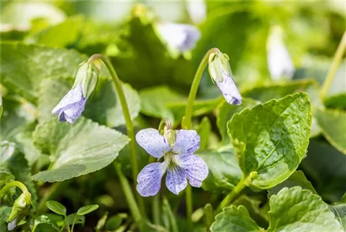 Garten-Pfingst-Veilchen - Viola sororia 'Freckles'