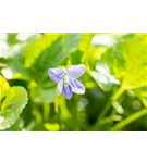 Garten-Pfingst-Veilchen - Viola sororia 'Freckles'