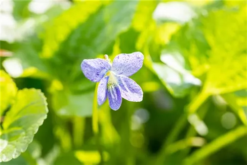 Garten-Pfingst-Veilchen - Viola sororia 'Freckles'