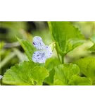 Garten-Pfingst-Veilchen - Viola sororia 'Freckles'