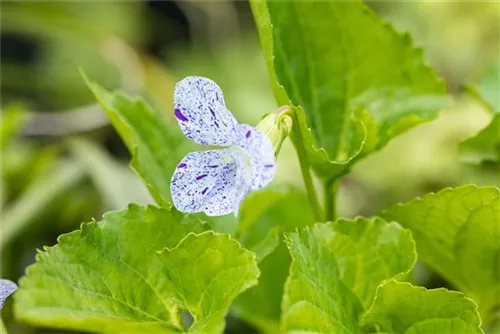 Garten-Pfingst-Veilchen - Viola sororia 'Freckles'