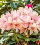 Rhododendron-Hybride 'Brasilia' - Rhododendron Hybr.'Brasilia' III