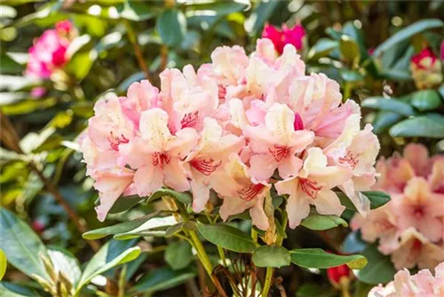 Rhododendron-Hybride 'Brasilia' - Rhododendron Hybr.'Brasilia' III