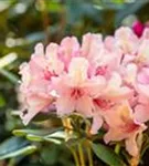 Rhododendron-Hybride 'Brasilia' - Rhododendron Hybr.'Brasilia' III