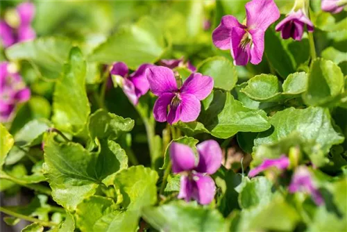 Garten-Pfingst-Veilchen - Viola sororia 'Rubra'