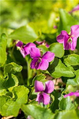 Garten-Pfingst-Veilchen - Viola sororia 'Rubra'