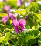 Garten-Pfingst-Veilchen - Viola sororia 'Rubra'