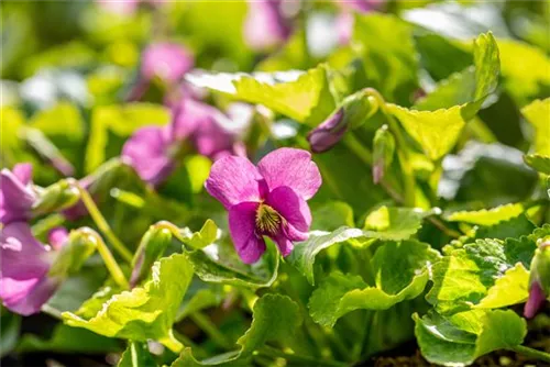 Garten-Pfingst-Veilchen - Viola sororia 'Rubra'