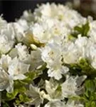 Japanische Azalee 'Kermesina Alba' - Rhododendron obt.'Kermesina Alba' III