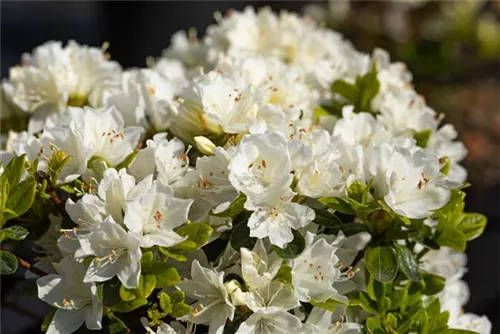 Japanische Azalee 'Kermesina Alba' - Rhododendron obt.'Kermesina Alba' III