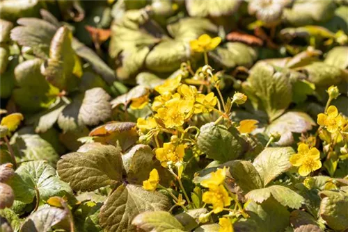 Dreiblättrige Matten-Waldsteinie - Waldsteinia ternata