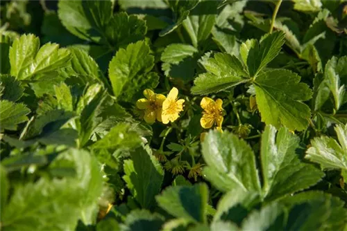 Dreiblättrige Matten-Waldsteinie - Waldsteinia ternata