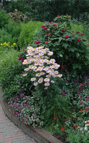 Tanacetum coccineum 'Robinsons Rosa'