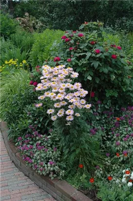 Bunte Garten-Margerite - Tanacetum coccineum 'Robinsons Rosa'