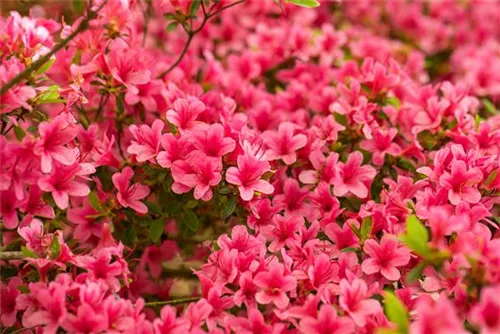 Japanische Azalee 'Arabesk' - Rhododendron obt.'Arabesk' II