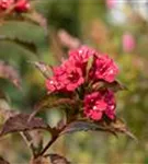 Weigelie 'Bristol Ruby' - Weigela 'Bristol Ruby'