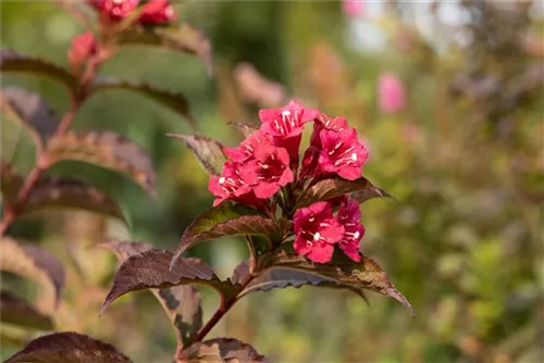 Weigelie 'Bristol Ruby' - Weigela 'Bristol Ruby'