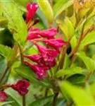 Weigelie 'Bristol Ruby' - Weigela 'Bristol Ruby'