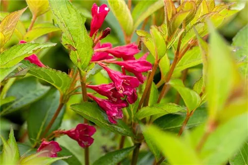 Weigelie 'Bristol Ruby' - Weigela 'Bristol Ruby'