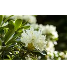 Rhododendron-Hybride 'Cunningham's Snow White' - Rhododendron Hybr.'Cunningham's Snow White' II